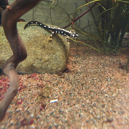 Iliustracija